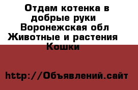 Отдам котенка в добрые руки - Воронежская обл. Животные и растения » Кошки   